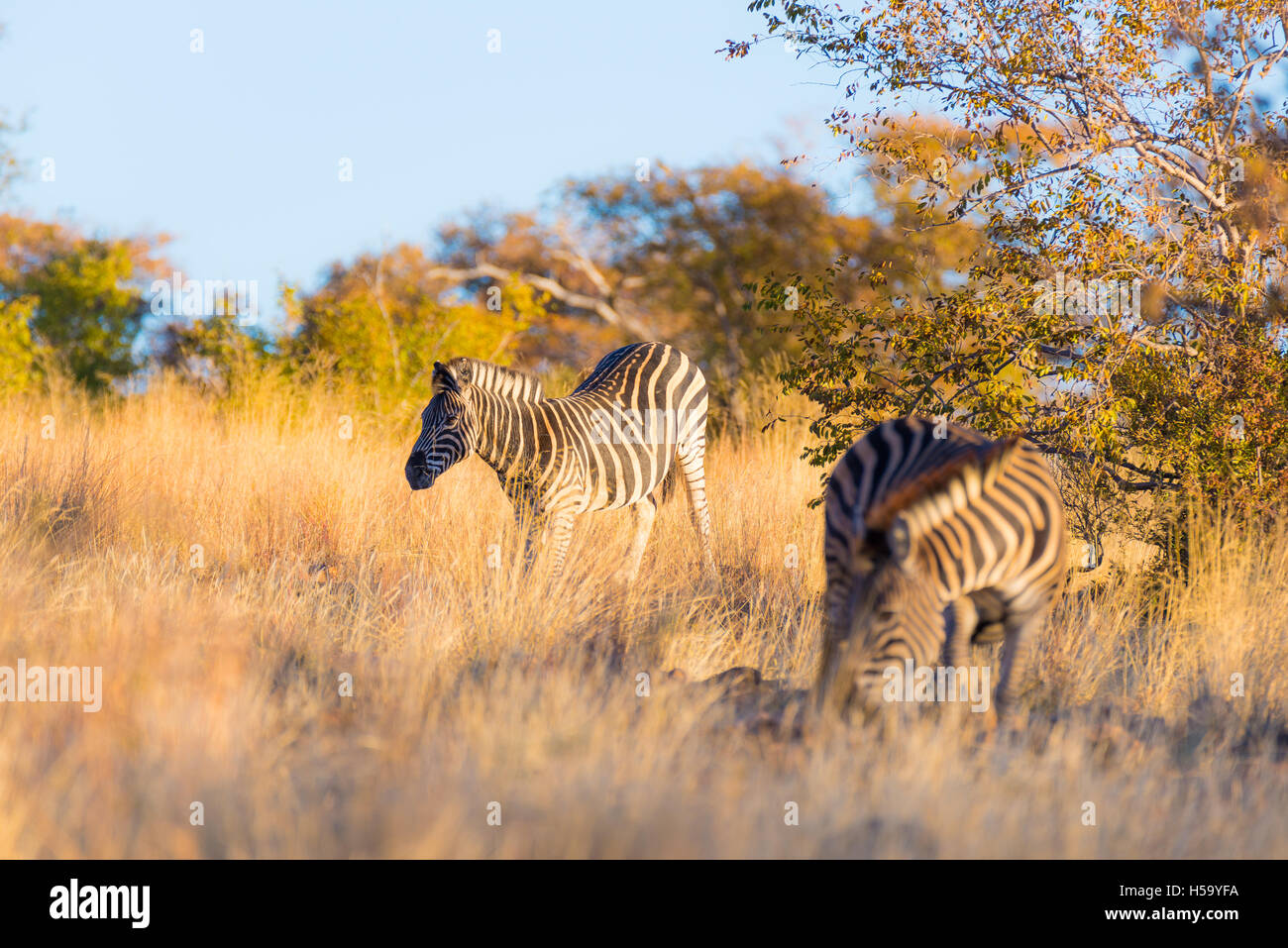 Mandria di zebre nella boccola. Wildlife Safari nel parco nazionale di Kruger, importante meta di viaggio in Sud Africa. La luce del tramonto. Foto Stock