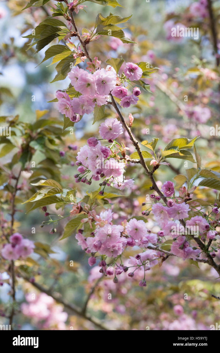 Prunus 'Fugenzo' fiore in primavera. Fiore di Ciliegio in un giardino inglese. Foto Stock