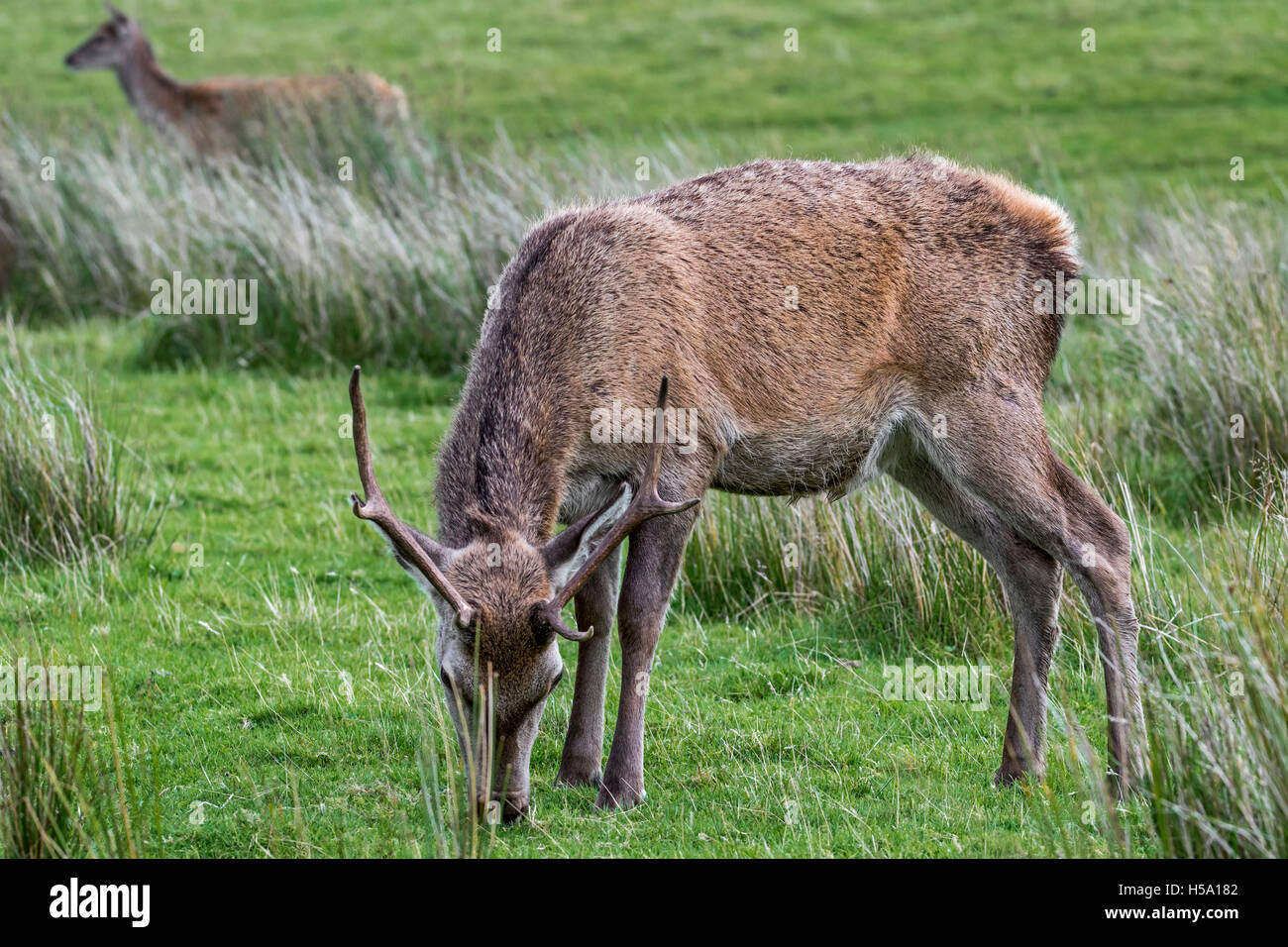 Red Deer cervo (Cervus elaphus) pascolano sulla brughiera nelle Highlands scozzesi, Scozia Foto Stock