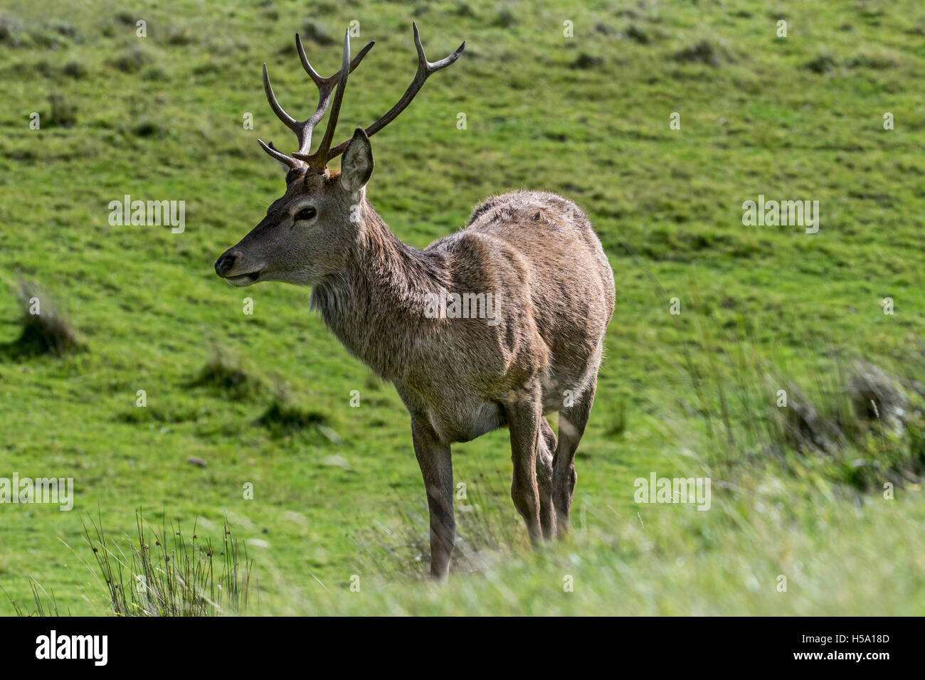 Red Deer cervo (Cervus elaphus) sulla brughiera nelle Highlands scozzesi, Scozia Foto Stock