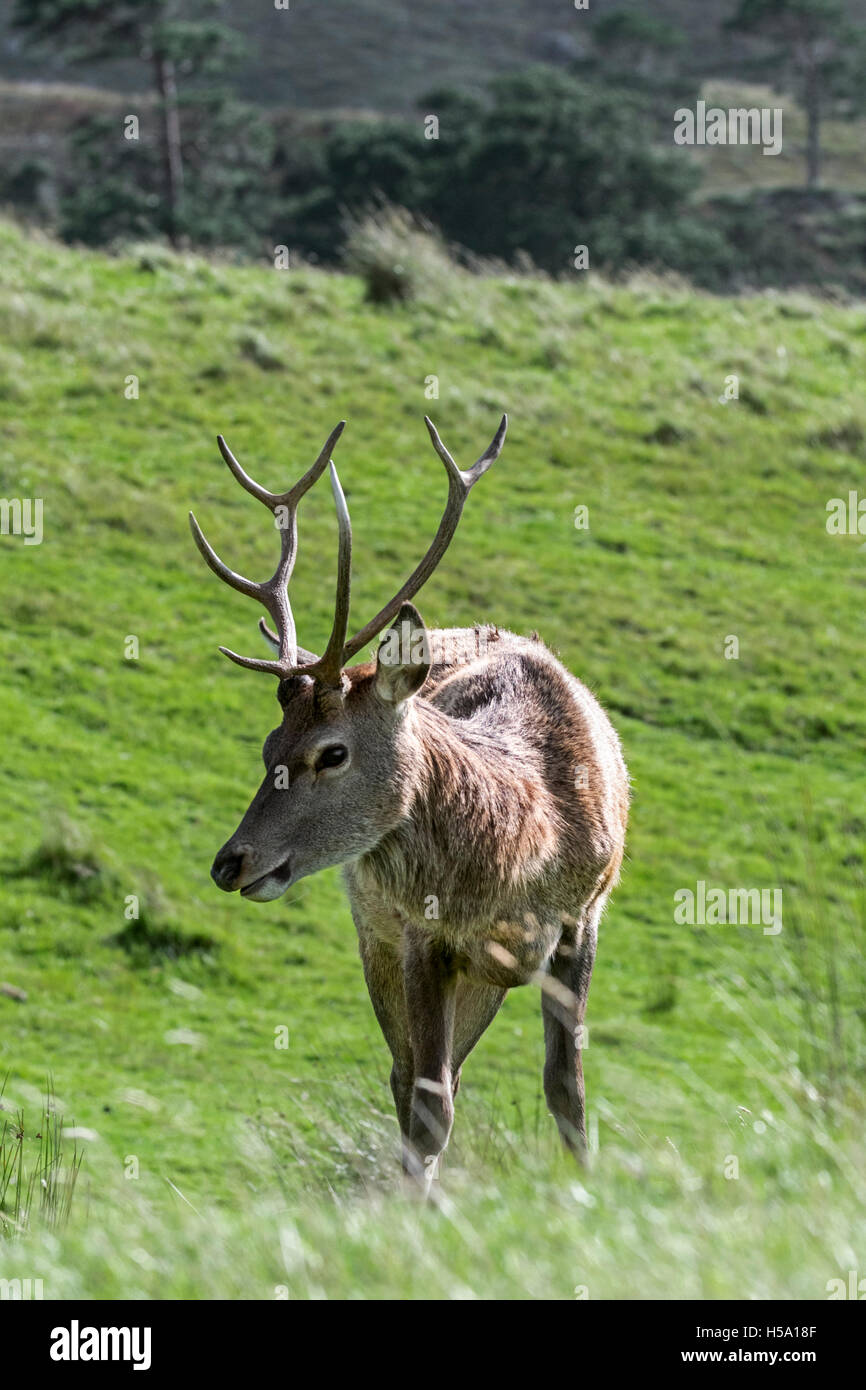 Red Deer cervo (Cervus elaphus) sulla brughiera nelle Highlands scozzesi, Scozia Foto Stock