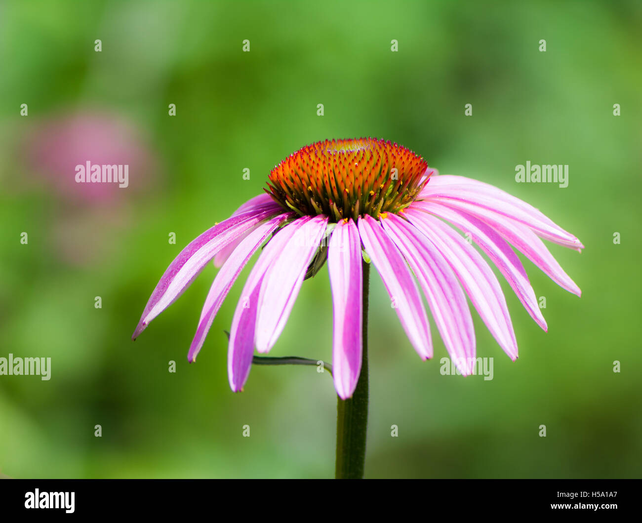 Fiori di un rosa Echinacea purpurea fiore Foto Stock