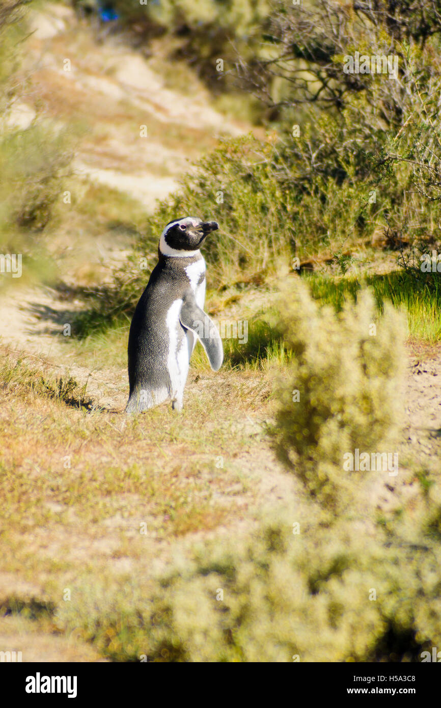 Magellanic Penguin nella penisola di Valdes, Argentina Foto Stock