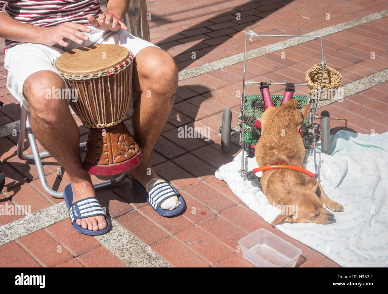 Busker in Spagna con il suo cane di disabili. Cane ha un cestello per raccogliere soldi sospesi dal telaio di supporto gambe di cerva Foto Stock
