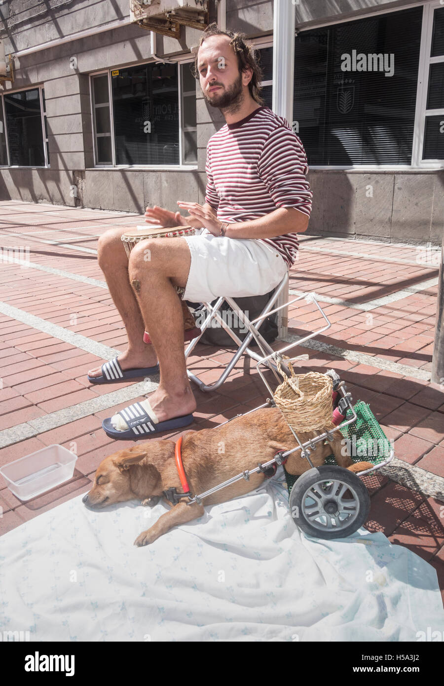 Busker in Spagna con il suo cane di disabili. Cane ha un cestello per raccogliere soldi sospesi dal telaio di supporto gambe di cerva Foto Stock