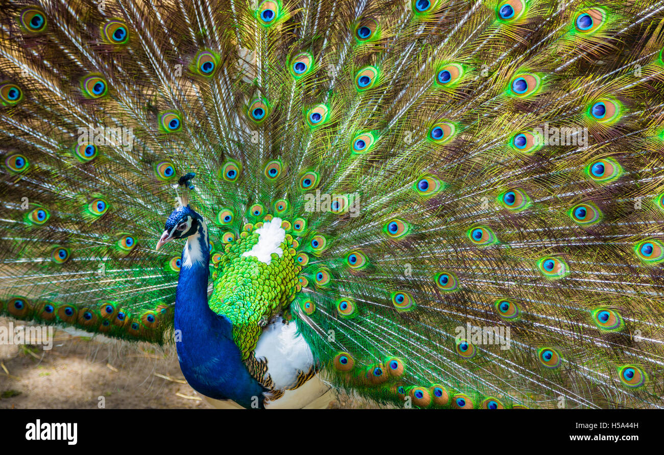 Ritratto di bellissimo pavone con le piume fuori Foto Stock