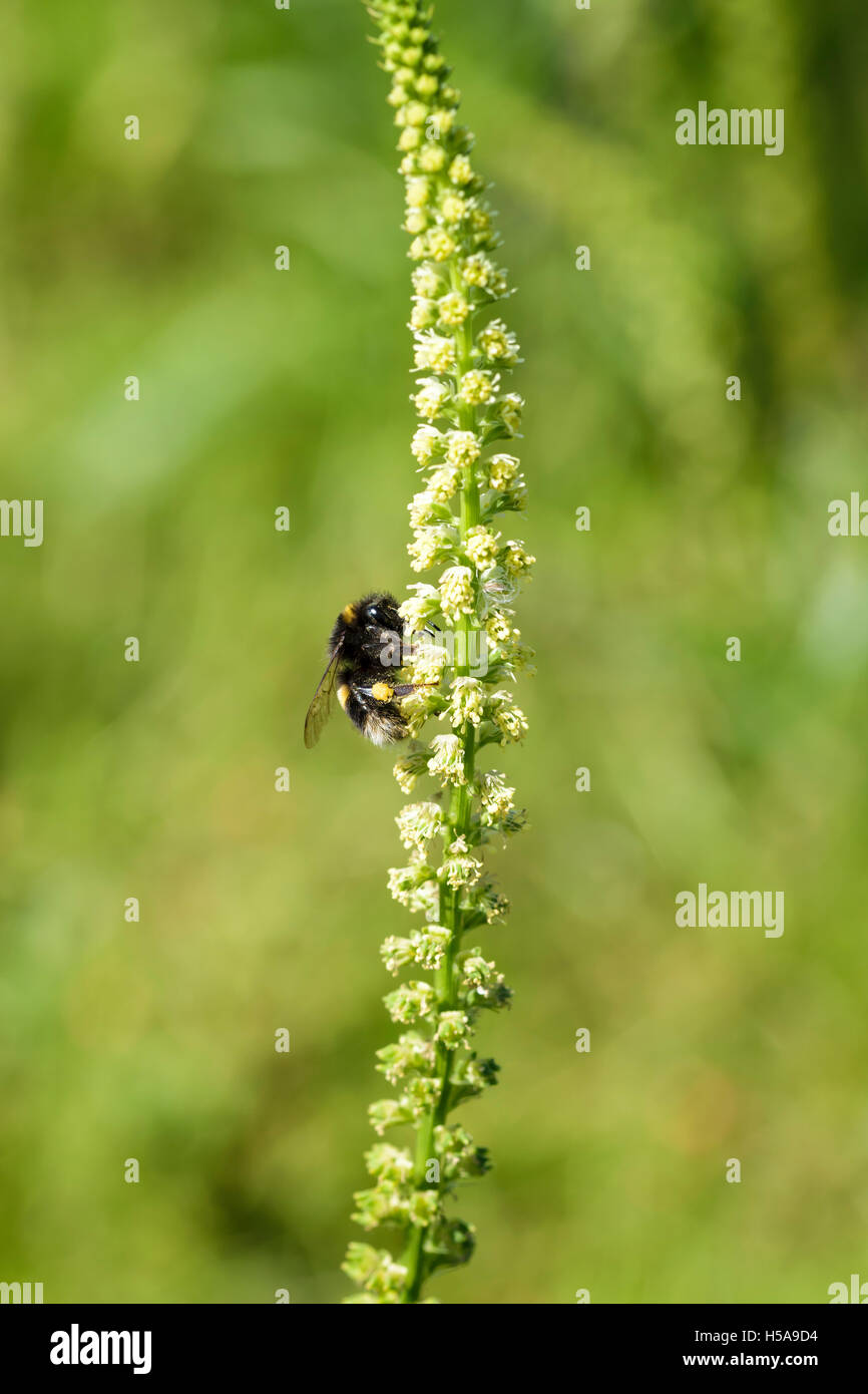 Saldare Reseda luteola utilizzato da medievel tintori di colorante giallo Foto Stock