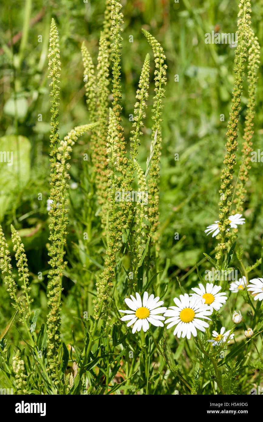 Saldare Reseda luteola utilizzato da medievel tintori di colorante giallo Foto Stock