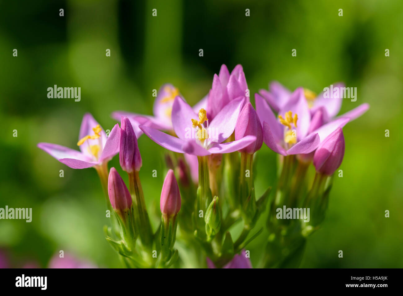 Common Centaury Centaurium erythraea Foto Stock