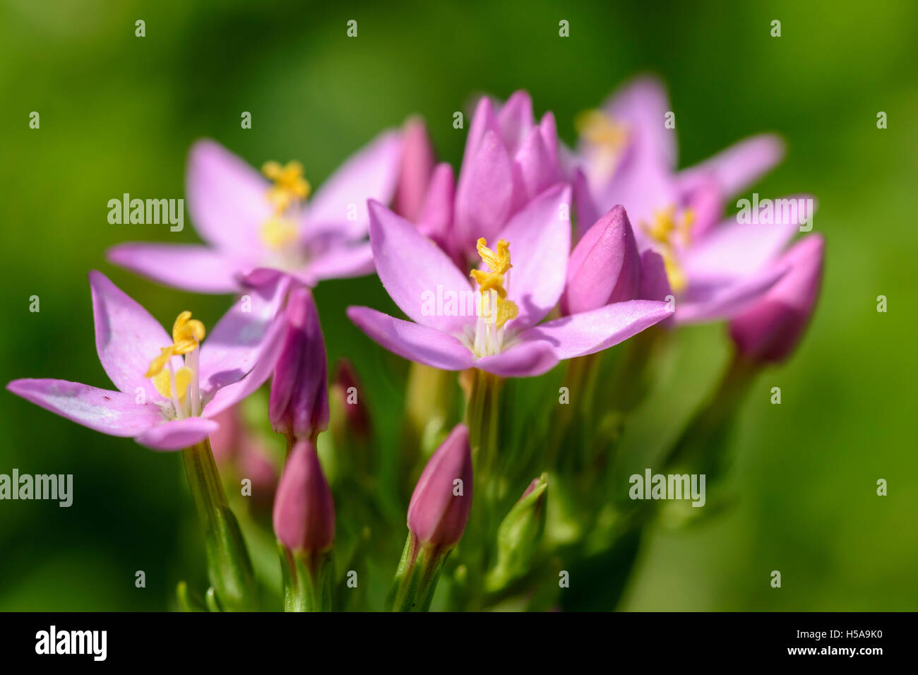 Common Centaury Centaurium erythraea Foto Stock