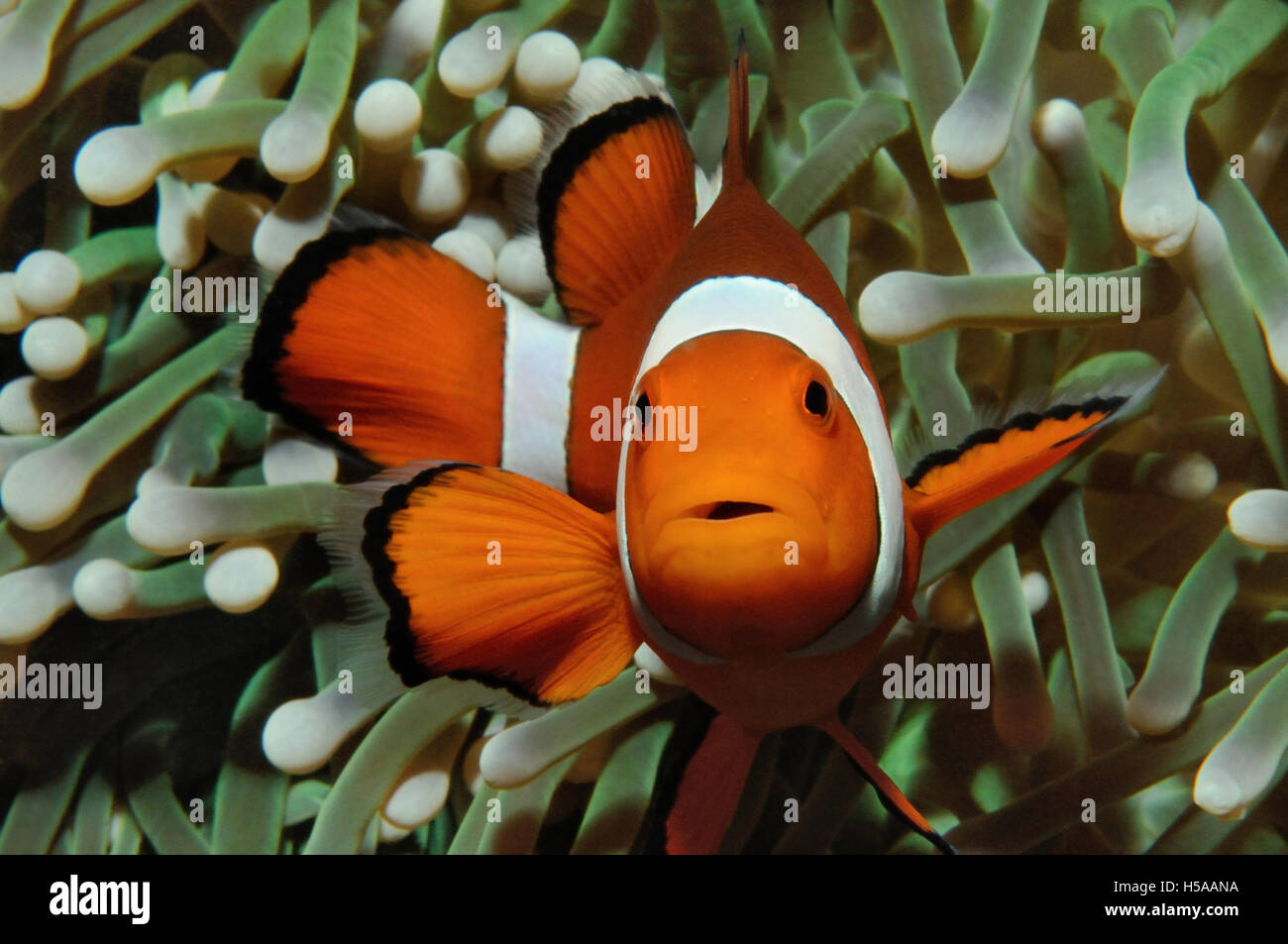Amphiprion (Western clownfish (Ocellaris Clownfish, False Percula Clownfish)) è nascosto in anemone, Puerto Galera, Filippine Foto Stock