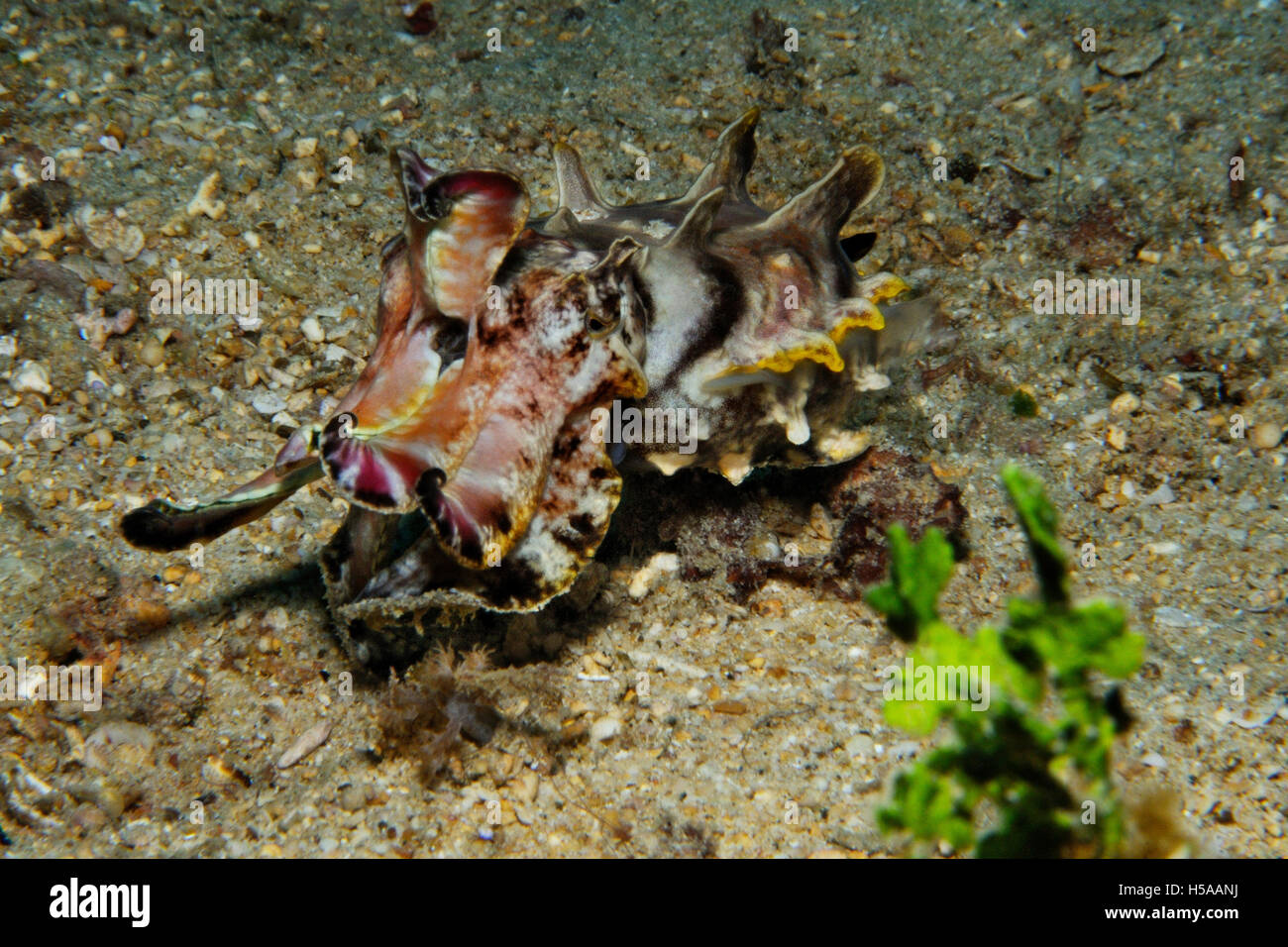 Un estremamente velenose flamboyant Seppie nuotare è vicino ad un fondo marino, Puerto Galera, Filippine Foto Stock