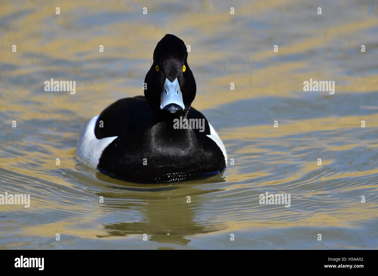 Un maschio, Drake moretta galleggiante sul lago REGNO UNITO Foto Stock