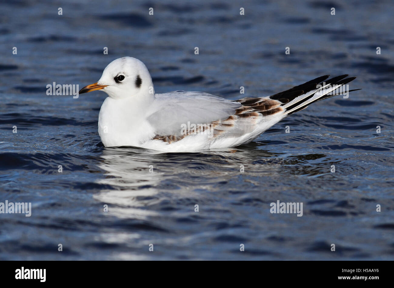 A testa nera gabbiano nel piumaggio invernale Foto Stock