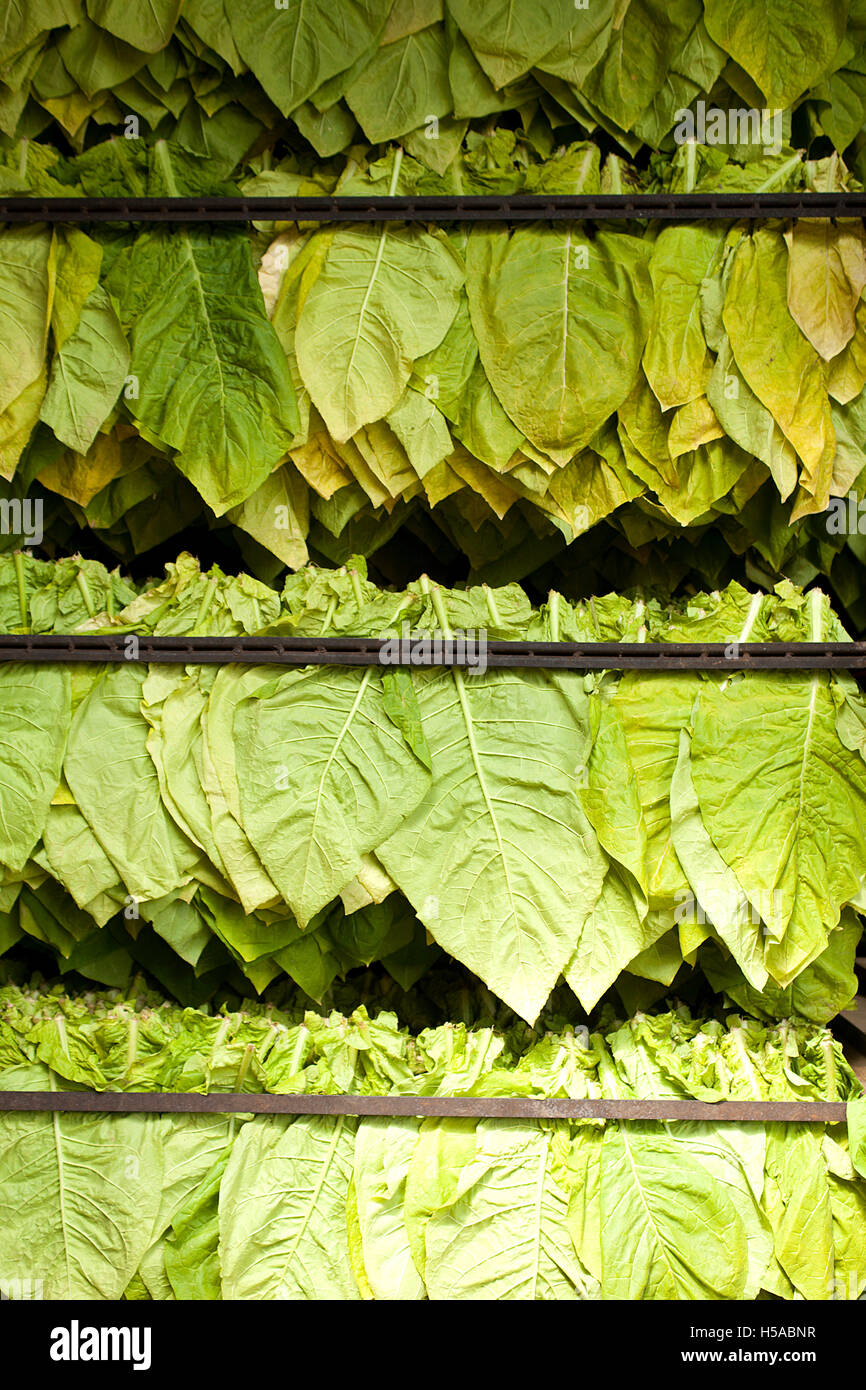 Foglie di tabacco essiccatore tradizionale o Verde foglie di essiccazione sfondo Foto Stock