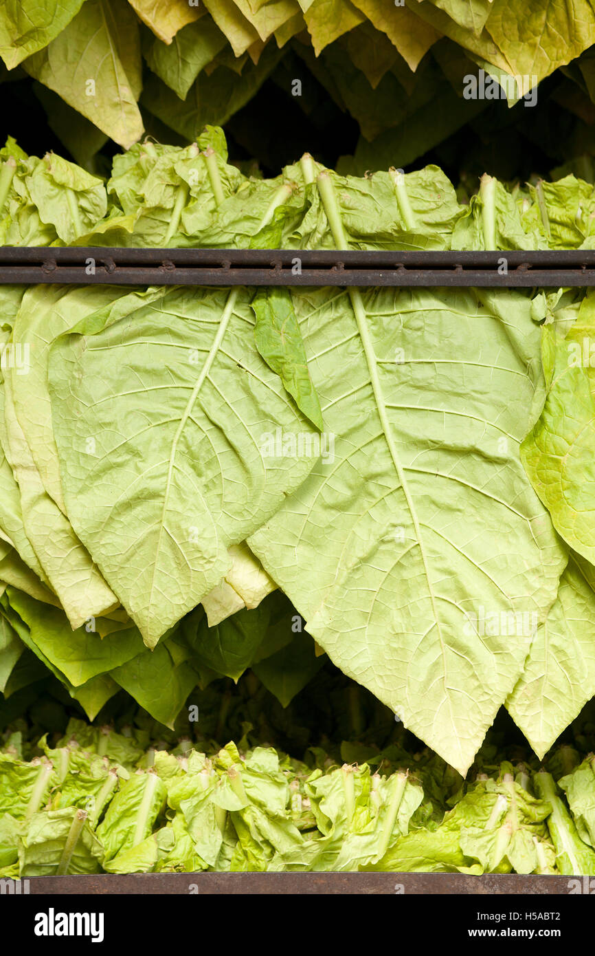Foglie di tabacco essiccatore tradizionale o Verde foglie di essiccazione  sfondo Foto stock - Alamy