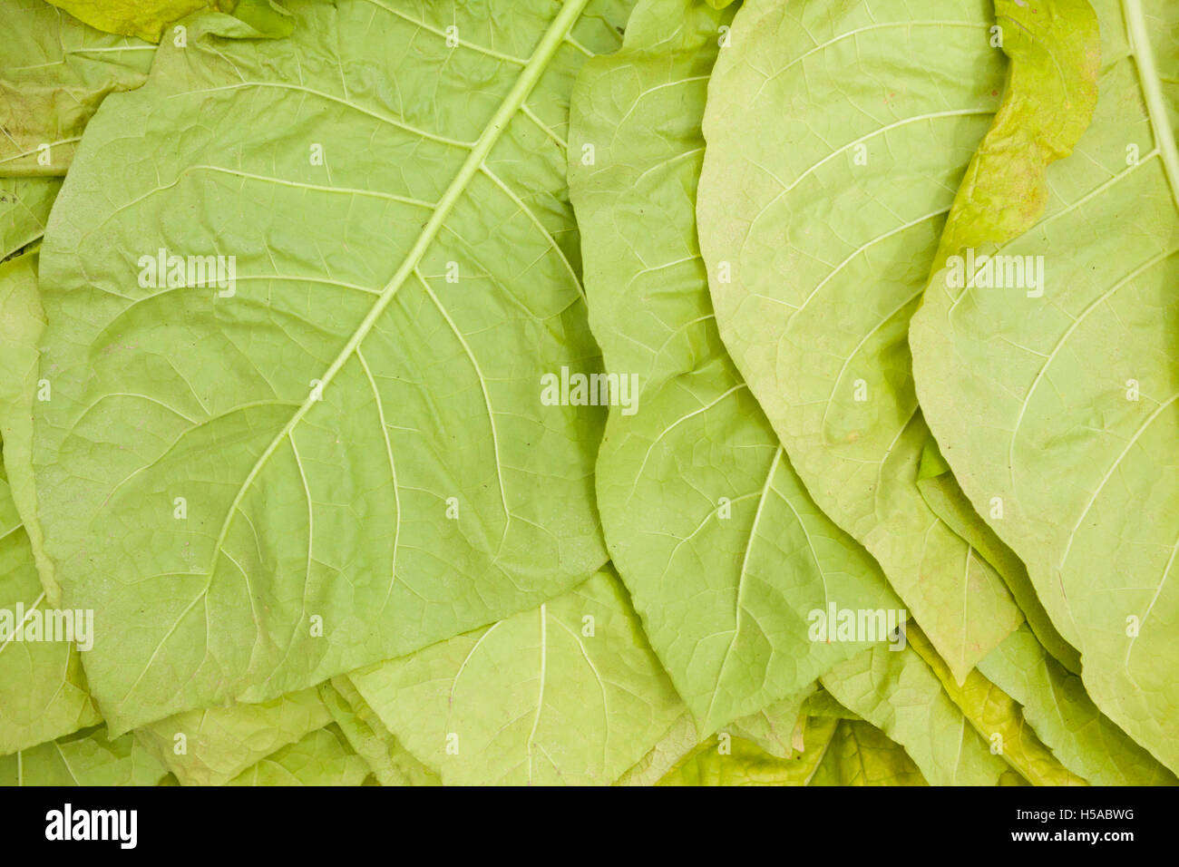 Il verde delle foglie di tabacco o sfondo naturale Foto Stock