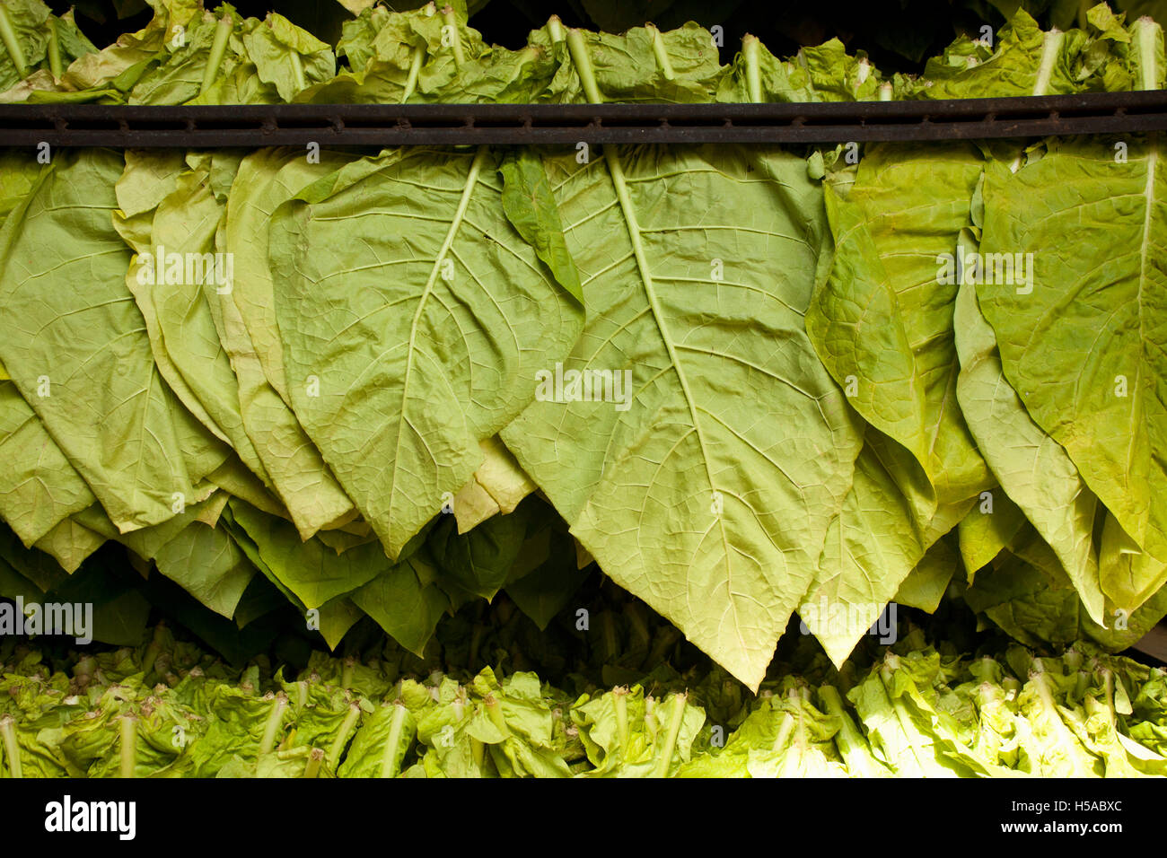 Foglie di tabacco essiccatore tradizionale o Verde foglie di essiccazione sfondo Foto Stock