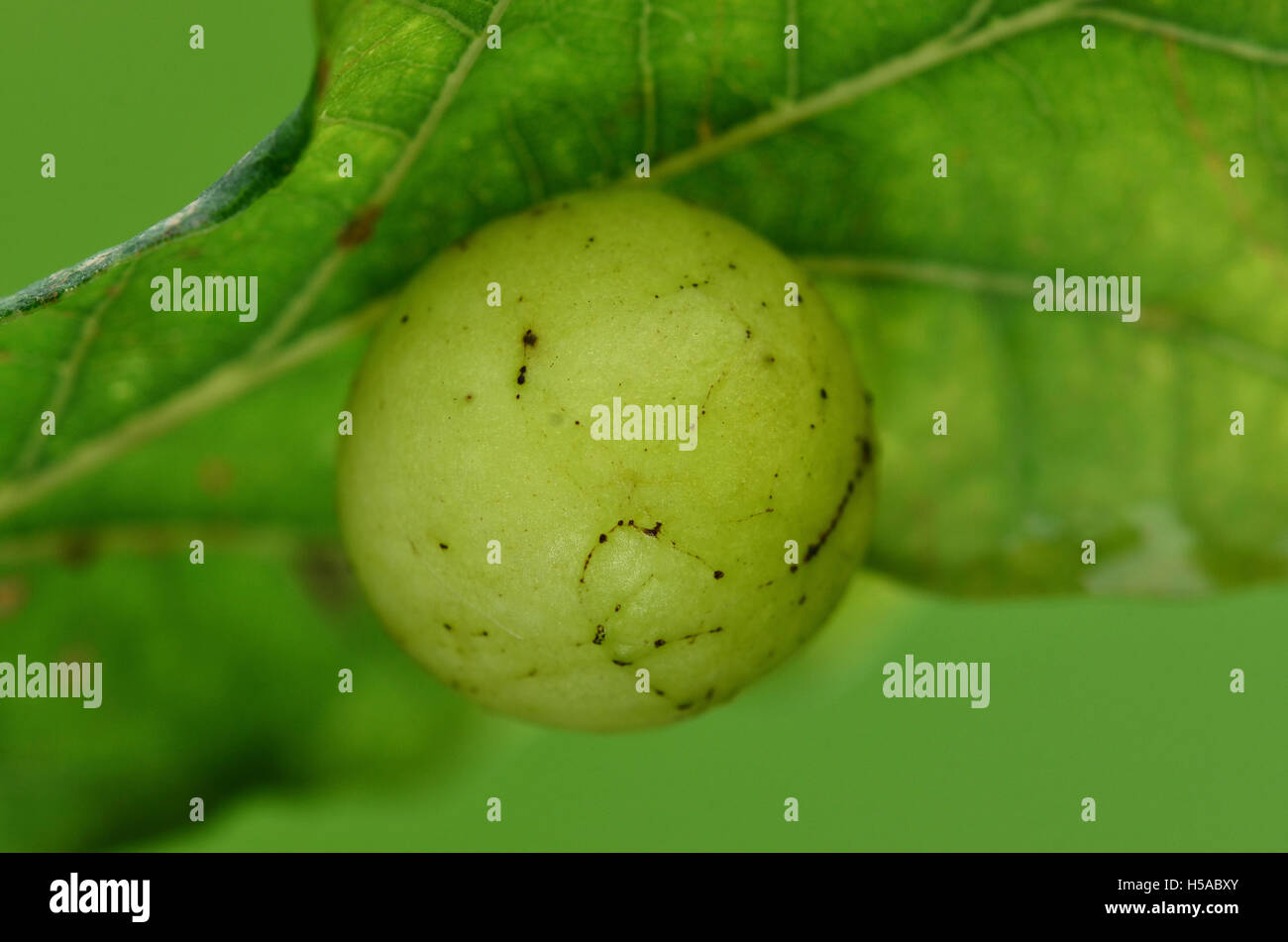 La ciliegia gall di fiele wasp Cynips quercusfolii sul lato inferiore di farnia foglia. Dorset, Regno Unito Settembre Foto Stock