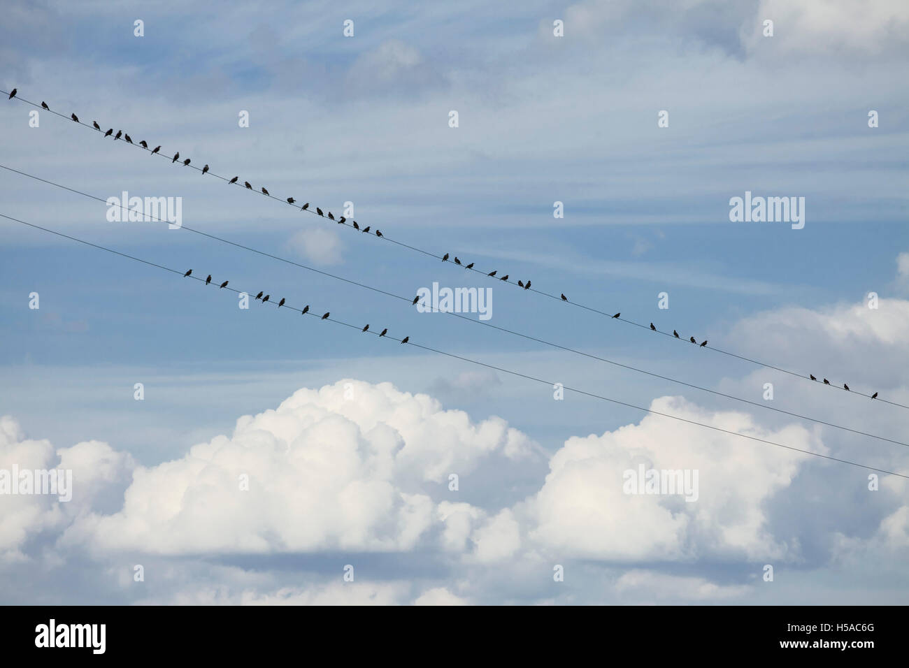 Gli uccelli sui fili, cielo blu e nuvole bianche sullo sfondo Foto Stock