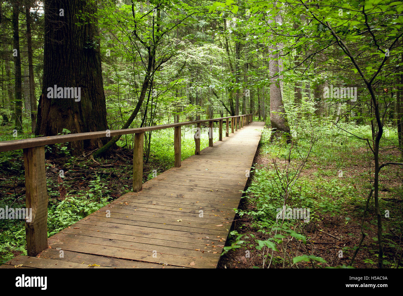 Percorso turistico nella foresta naturale , la piattaforma di legno rotta Foto Stock