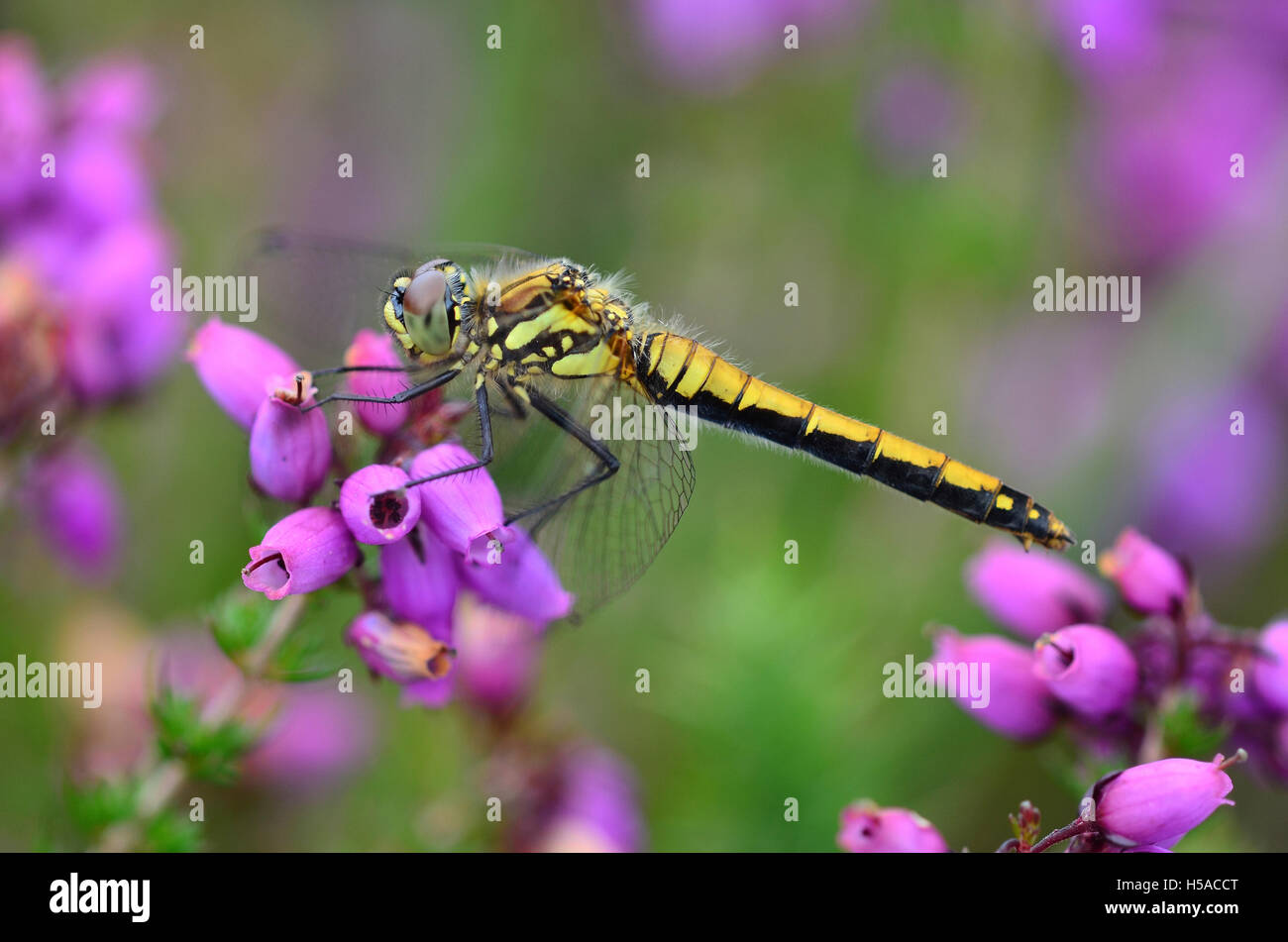 Femmina nera darter dragonfly a riposo su bell heather. Morden Bog, Dorset, Regno Unito Foto Stock