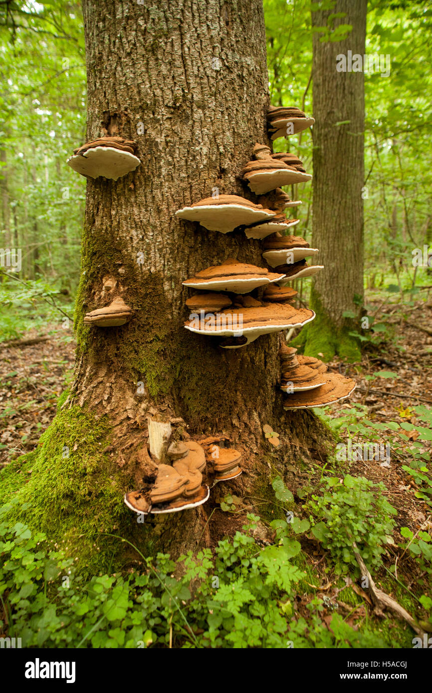 Tronco di legno nella foresta naturale, albero con mozzo Foto Stock