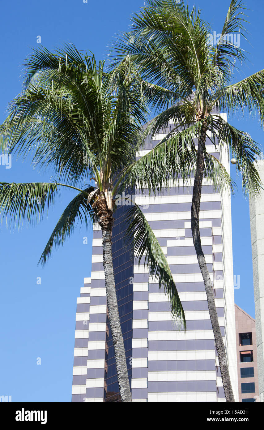 Palms crescente tra i moderni grattacieli nel centro cittadino di Honolulu (Hawaii). Foto Stock