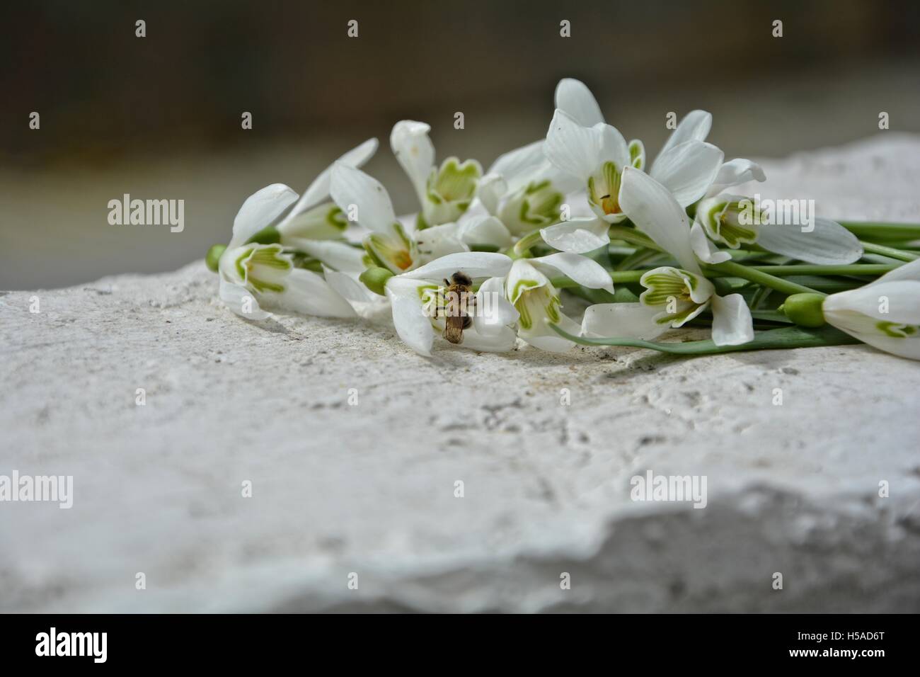 Alcuni snowdrops sul muro bianco con gli insetti in fiore Foto Stock