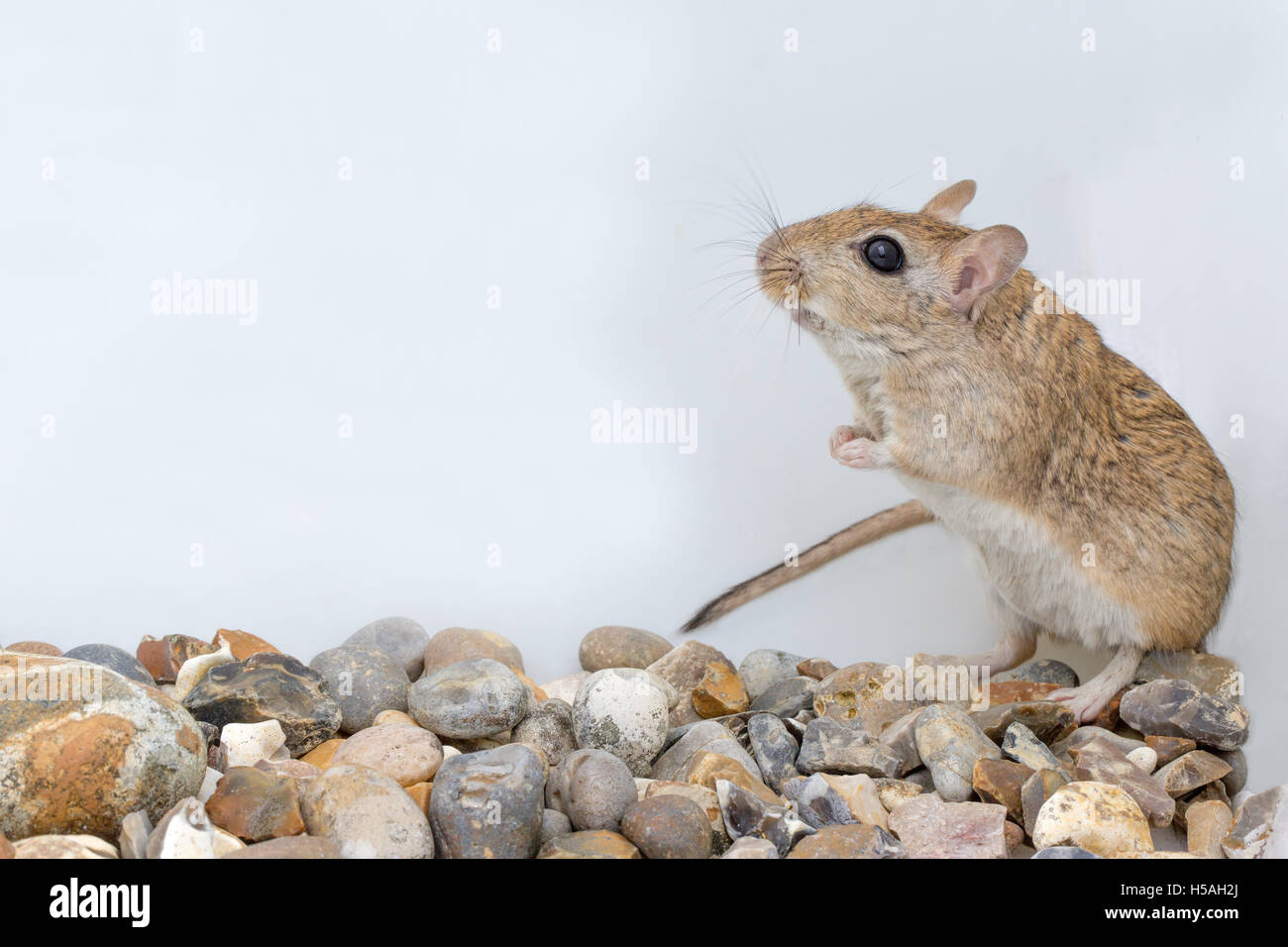 Shaws Jird (Meriones shawi). Adulto. Foto Stock