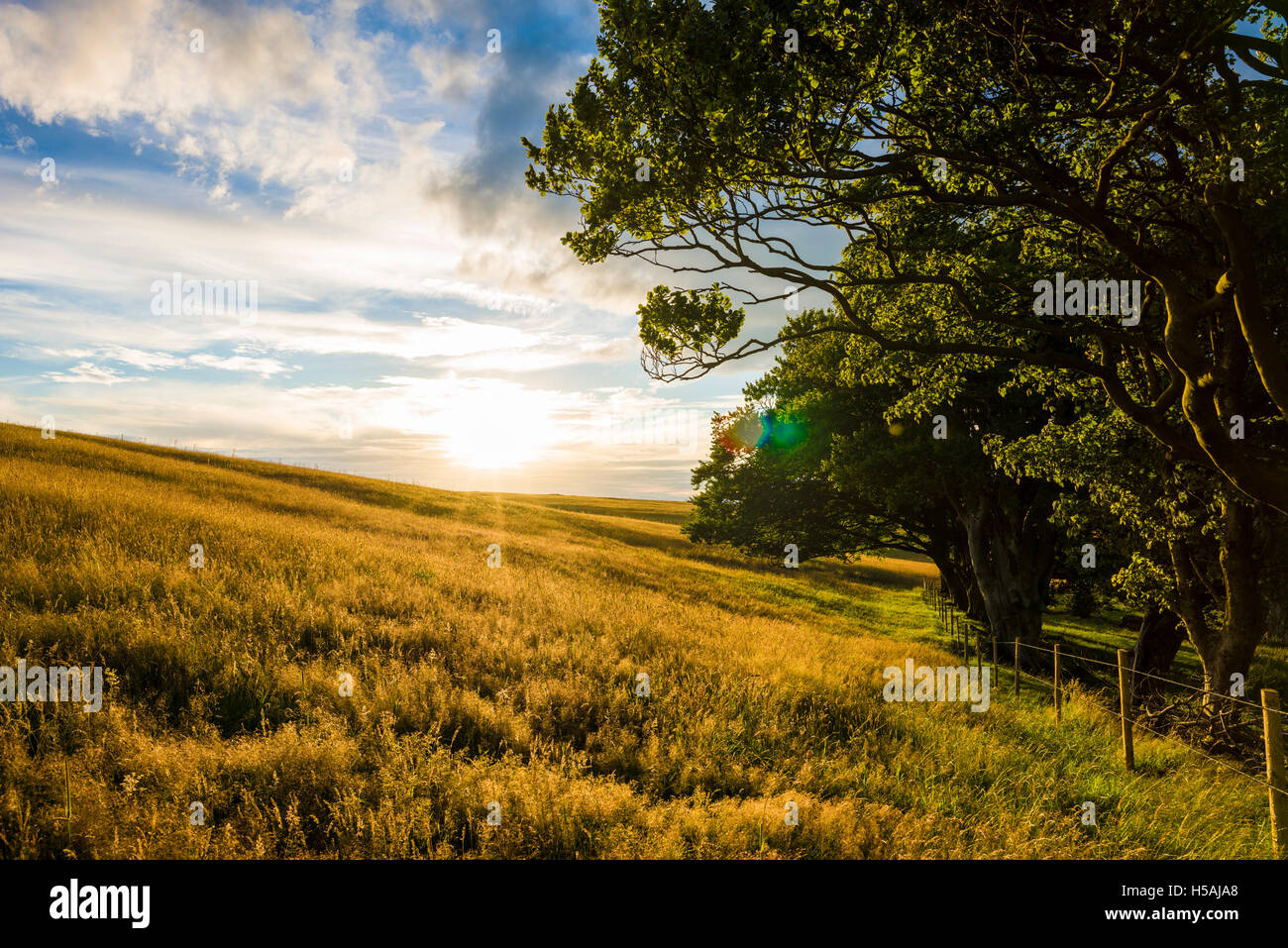 North Hill a Priddy nel paesaggio nazionale delle Mendip Hills. Somerset. Inghilterra. Foto Stock