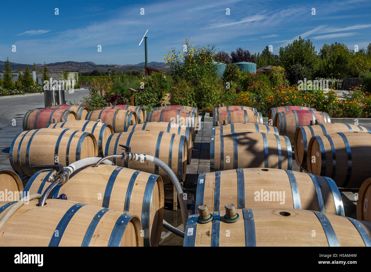 Il riempimento di botti da vino, botti da vino, Cakebread cantine, Rutherford, la Valle di Napa NAPA County, California Foto Stock