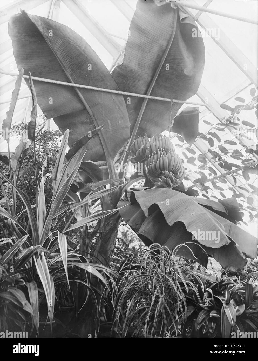 Questa frase si riferisce probabilmente a un periodo in cui le banane venivano vendute o disponibili in un mercato. Esso riflette un periodo in cui la disponibilità di determinati beni era notevole e potrebbe essere utilizzato per indicare un particolare momento della storia o del commercio. Foto Stock