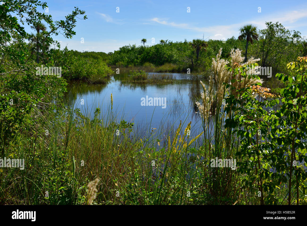 Le zone umide in Marsh Bird Sanctuary, migliaia di Isola di preservare la natura Park e dal punto di vista, Everglades National Park, Florida, Stati Uniti d'America Foto Stock