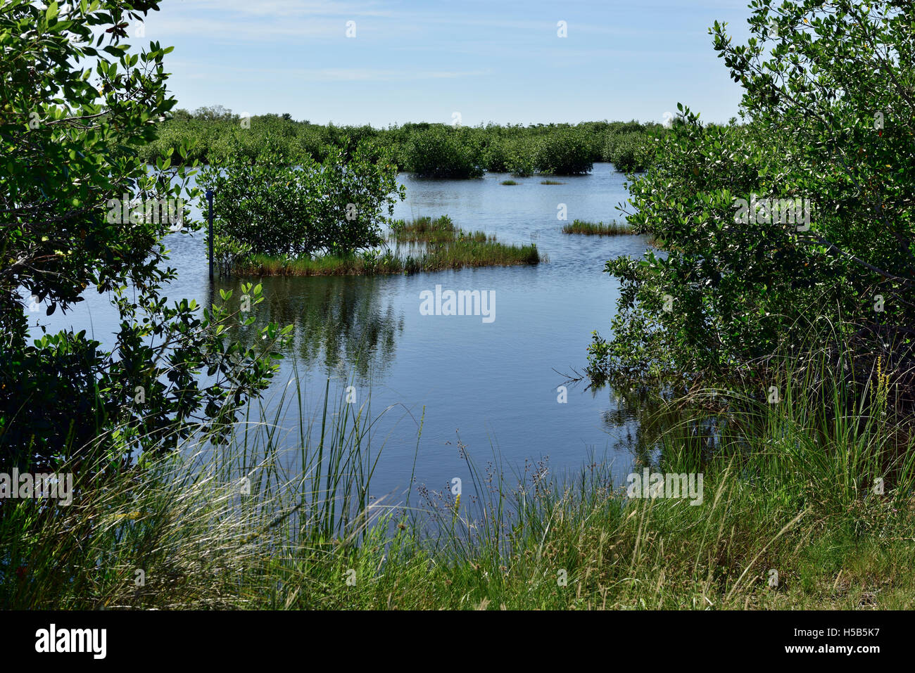 Le zone umide in Marsh Bird Sanctuary, migliaia di Isola di preservare la natura Park e dal punto di vista, Everglades National Park, Florida, Stati Uniti d'America Foto Stock