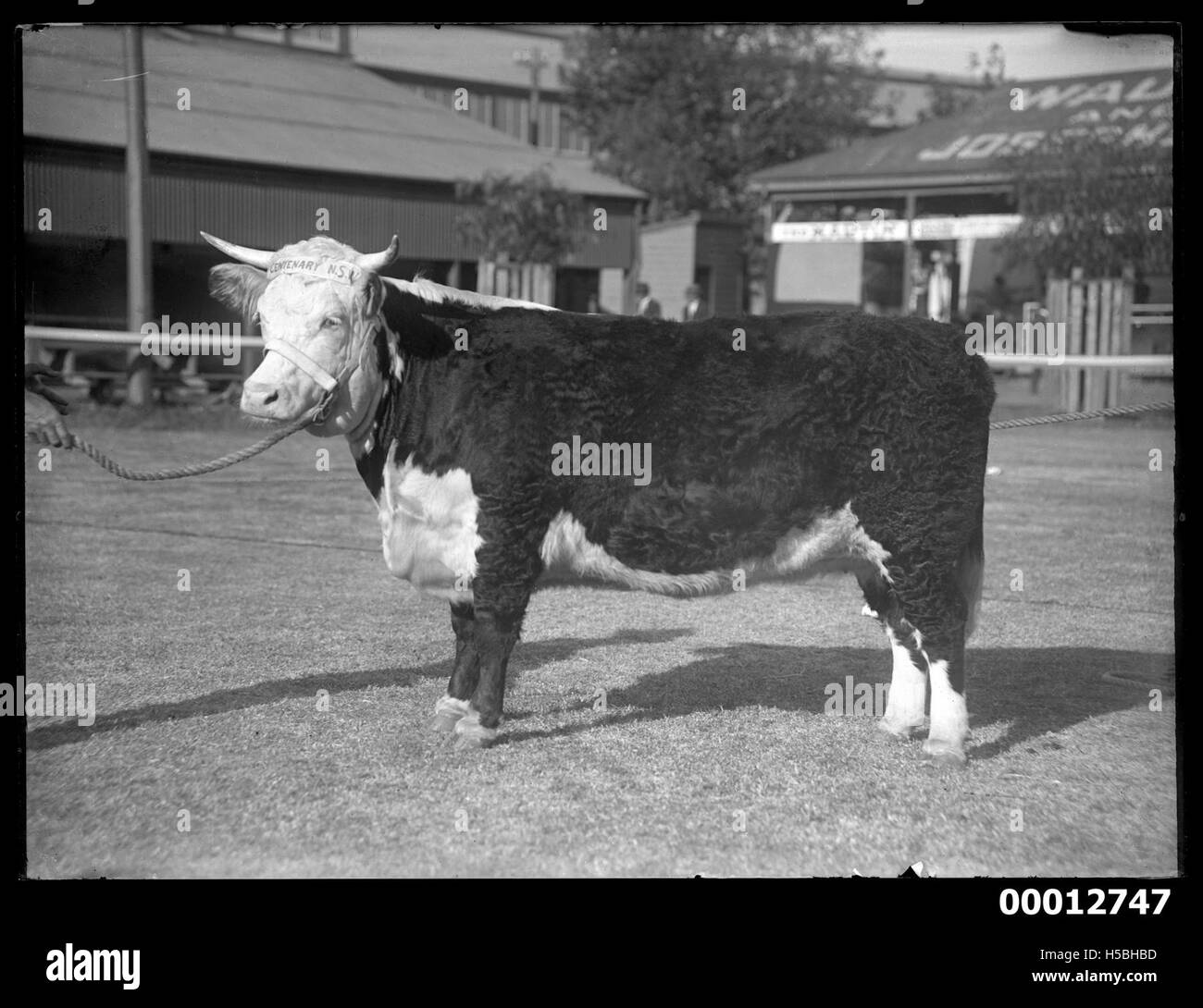 La mucca Hereford 'Minerva Lily' è presente al Royal Sydney Show. L'immagine raffigura la mucca nel ring, mostrando la sua razza durante l'evento. Foto Stock