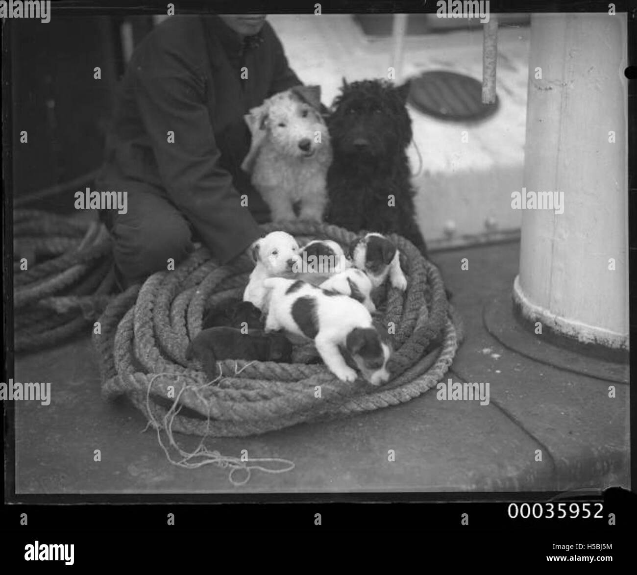 Un marinaio a bordo della nave YAHIKO MARU è raffigurato con due terrier e una cucciolata di cuccioli. L'immagine riflette la vita a bordo di una nave a metà del XX secolo e la compagnia tra marinai e animali. Foto Stock Un marinaio a bordo della nave YAHIKO MARU è raffigurato con due terrier e una cucciolata di cuccioli. L'immagine riflette la vita a bordo di una nave a metà del XX secolo e la compagnia tra marinai e animali. Foto Stock