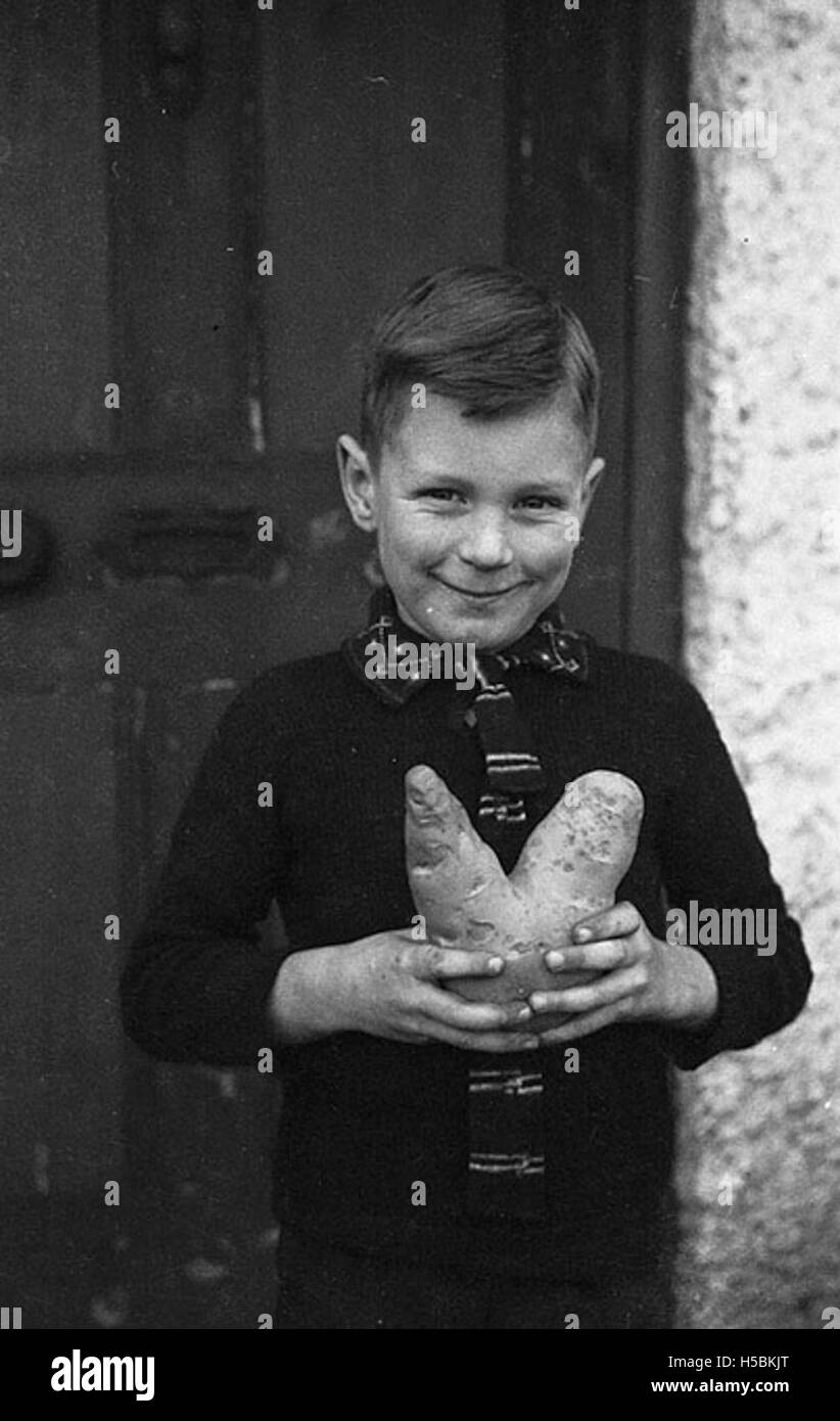 Ian Williams di Trewern, Welshpool, ha portato alla luce una patata con una "forma a V" unica durante la seconda guerra mondiale, che è stata percepita come un simbolo di vittoria. Questa scoperta si collega alla tradizione britannica di usare cibo e eventi agricoli per aumentare il morale e incoraggiare il patriottismo durante lo sforzo bellico. Foto Stock