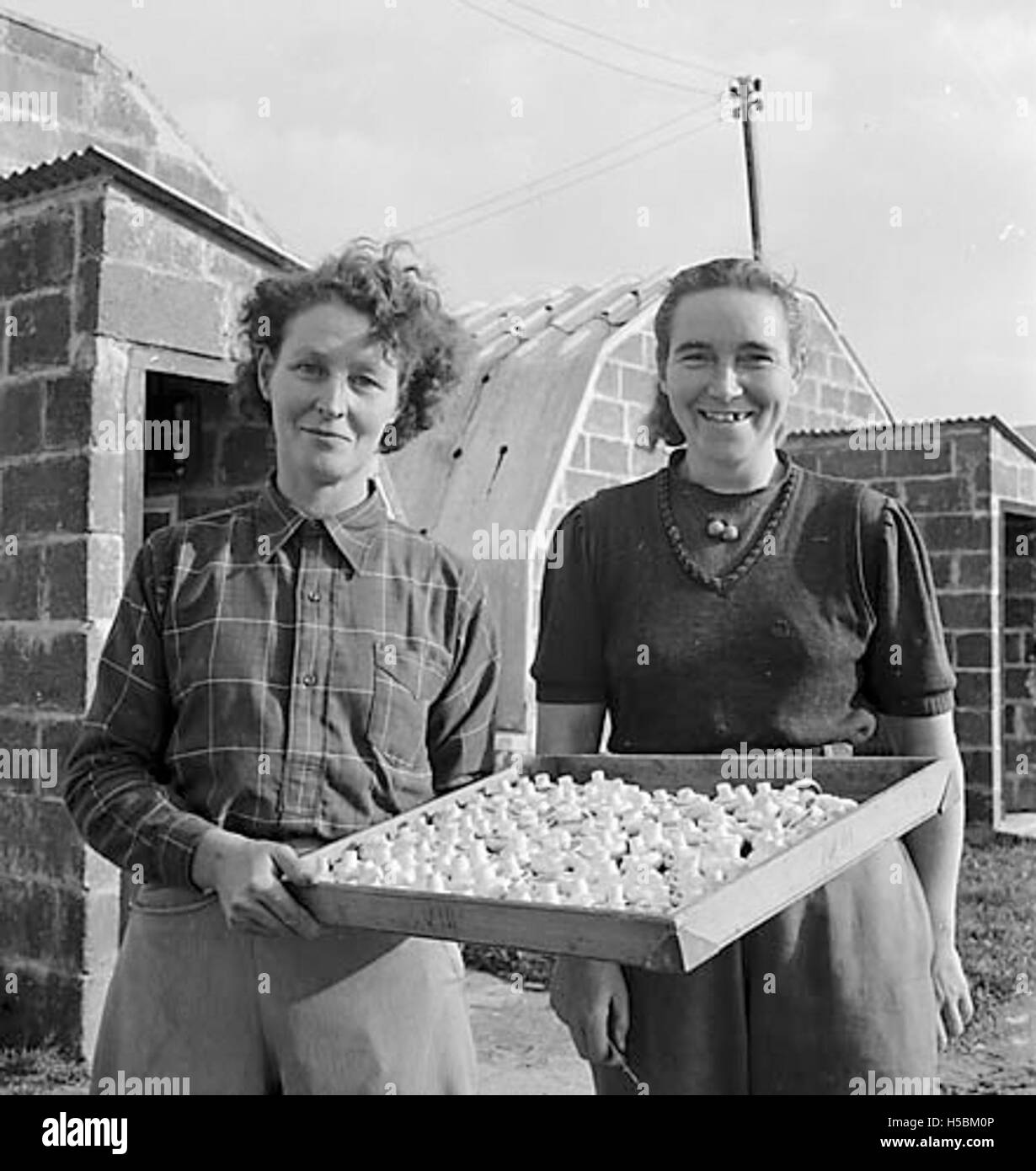 La valle dell'Elan, situata nel Galles, è nota per le sue condizioni favorevoli per la coltivazione dei funghi. Il clima e la qualità del suolo della zona favoriscono la crescita di varie specie di funghi, contribuendo all'agricoltura locale e alla biodiversità. Foto Stock