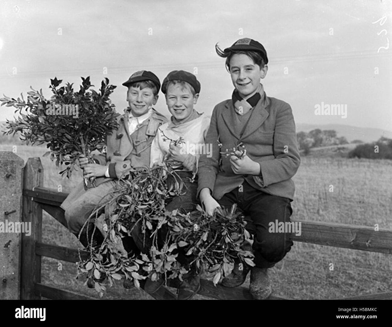 Questa immagine mostra i ragazzi di Trawsfynydd, Galles, che collezionano holly e Mistlee, tradizionalmente venduti durante le festività natalizie. Queste piante sono comunemente utilizzate per la decorazione e per scopi festivi durante il Natale. Foto Stock