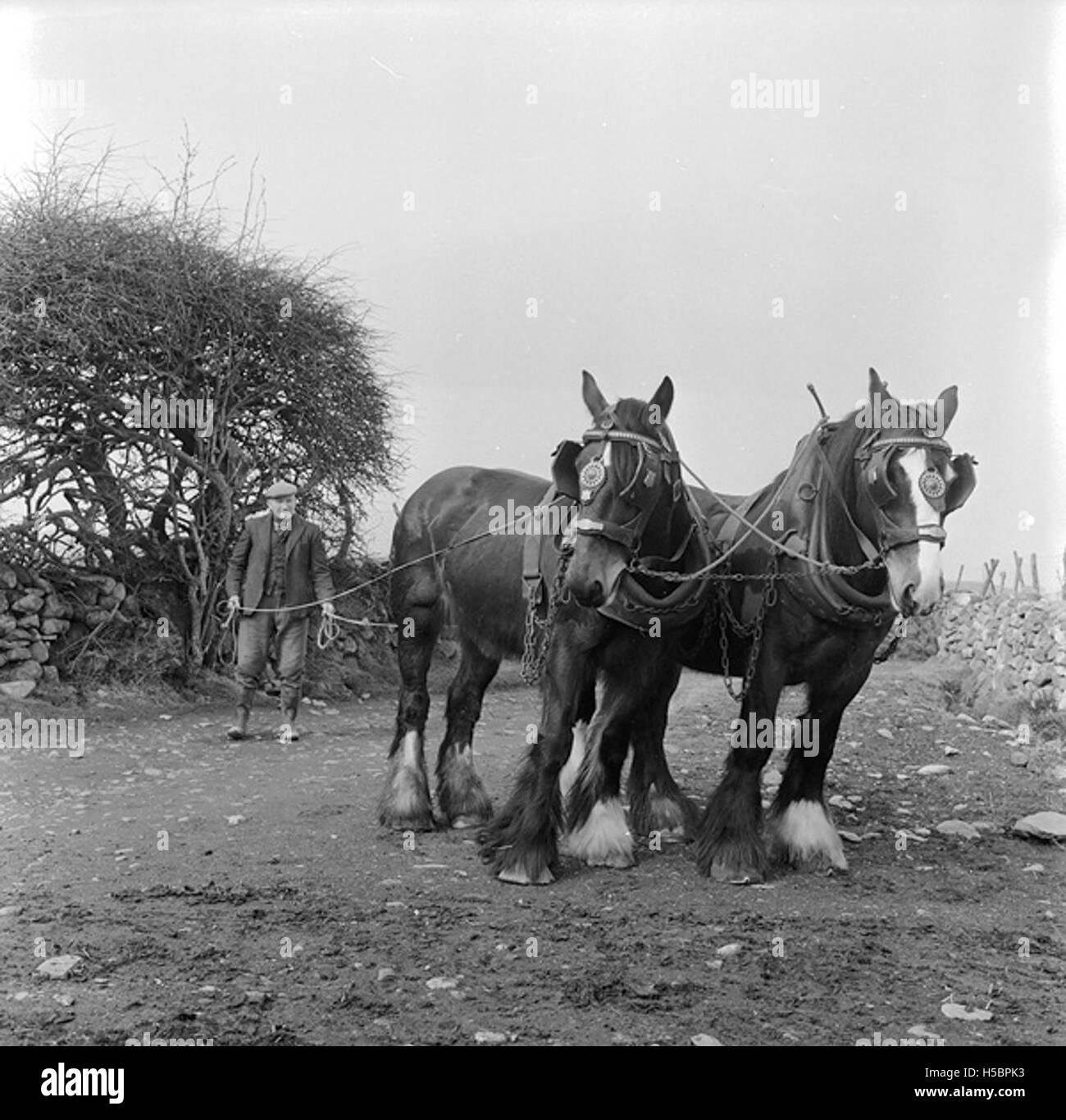 Una squadra di cavalli della contea di proprietà di Thomas Williams a Llwyd Coed Bach a Llanllyfni. I cavalli di razza sono noti per la loro forza e sono stati tradizionalmente utilizzati per il lavoro agricolo, il traino di carichi pesanti e lo svolgimento di compiti nelle comunità rurali. Foto Stock