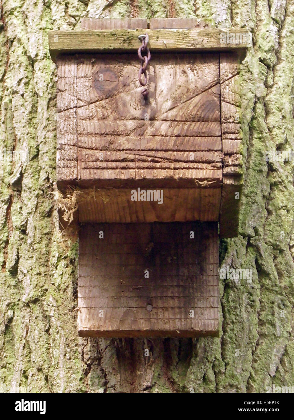 Vista frontale della scatola di bat sul tronco di albero Foto Stock