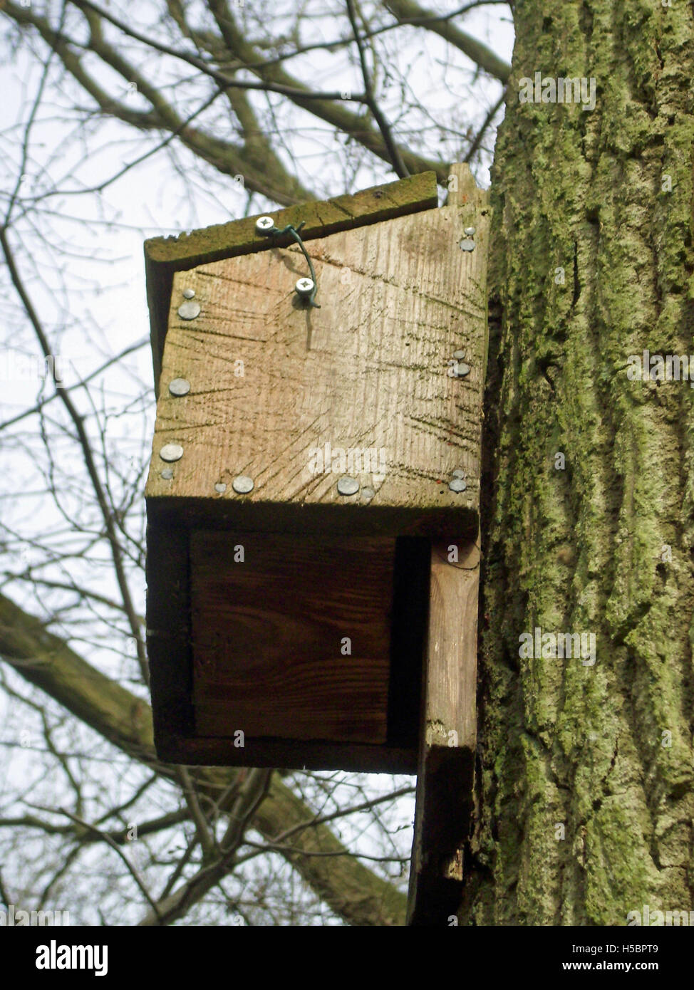 Bat box sul tronco di albero Foto Stock