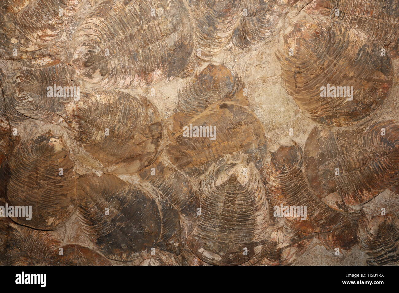 Trilobiti, Dikelokephalina sp., Marocco Foto Stock