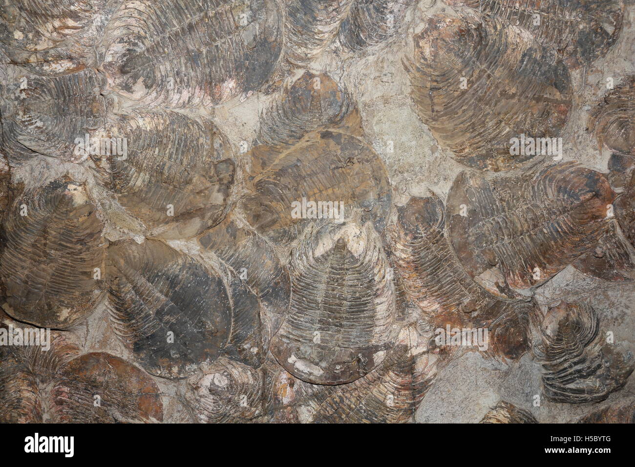 Trilobiti, Dikelokephalina sp., Marocco Foto Stock