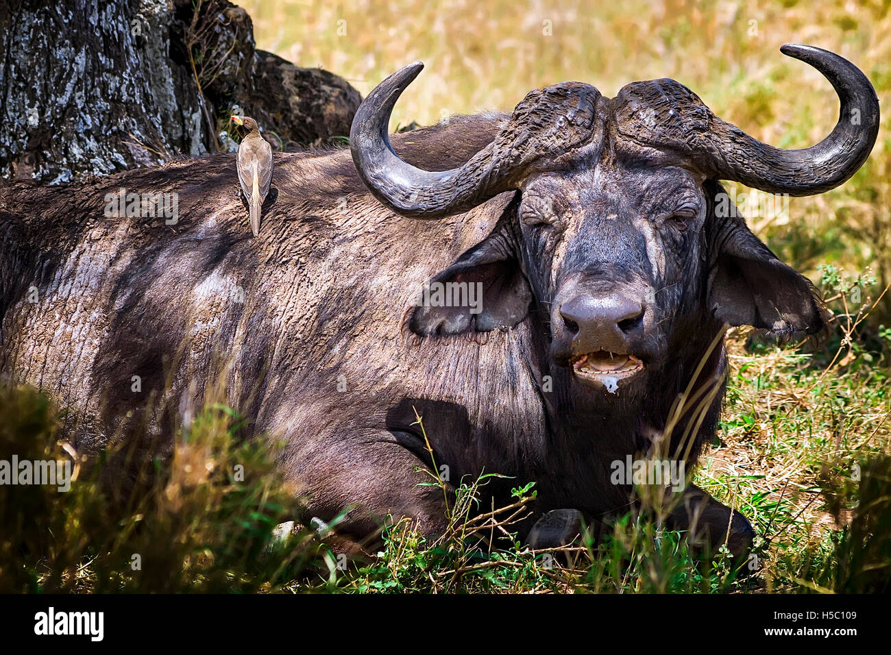 Buffalo e red-fatturati weaver Foto Stock