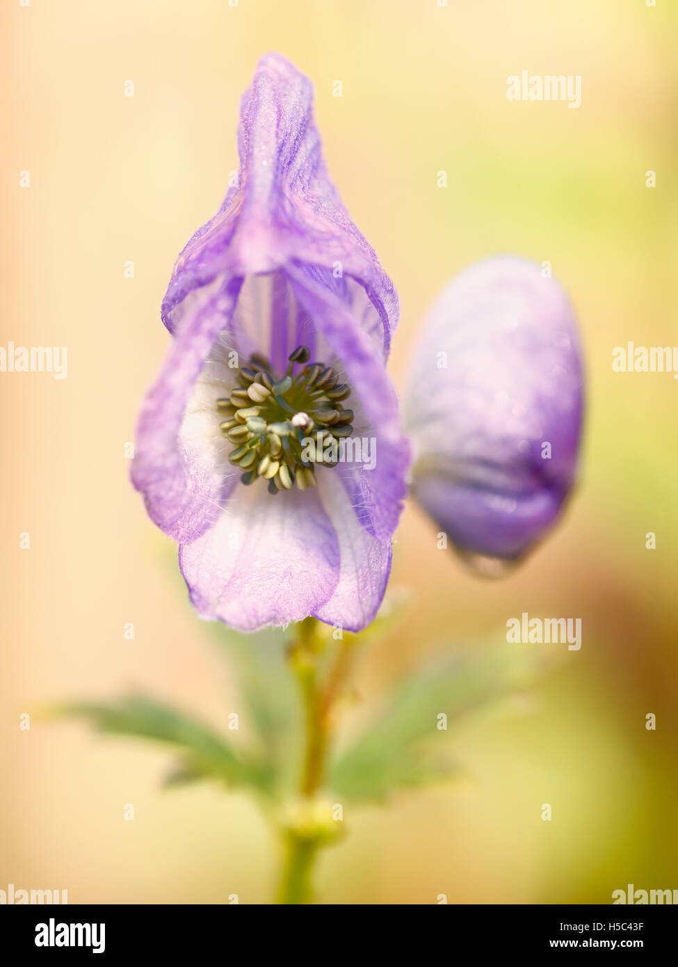 Monkshood fiore dopo una doccia a pioggia (Aconitum) Foto Stock