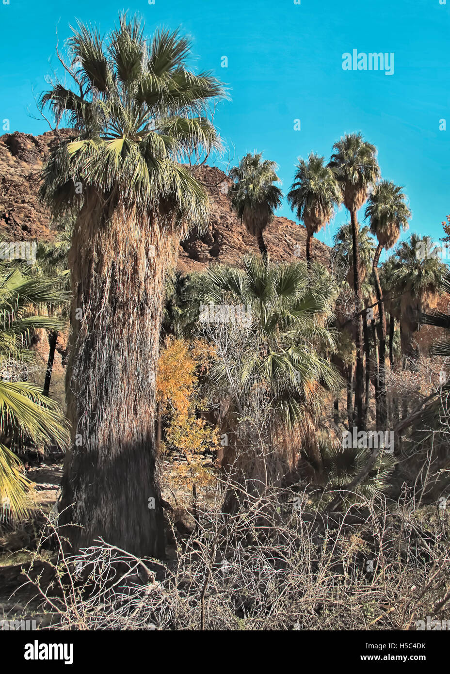 Indian Canyon Palms in California nel soleggiato paesaggio delle oasi del deserto di Palm Springs. Foto Stock