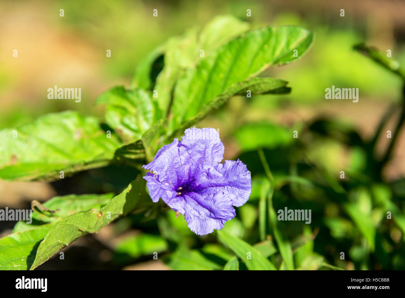 Piccolo fiore viola vicino Barichara, Colombia Foto Stock