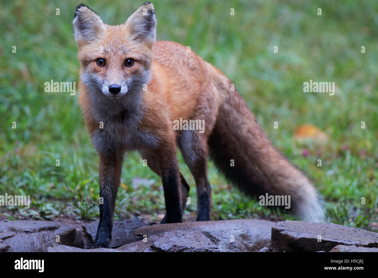 Bright Face red fox 3 vista laterale Foto Stock